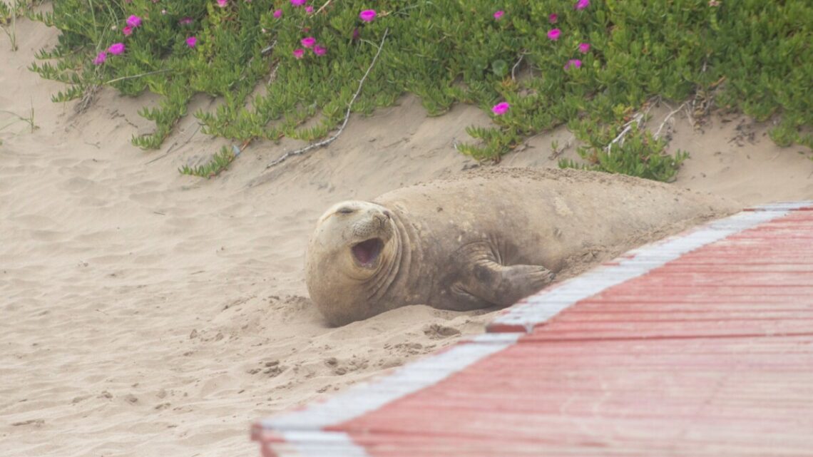 Un elefante marino descansa en las costas de Villa Gesell Un elefante marino descansa en las costas de Villa Gesell