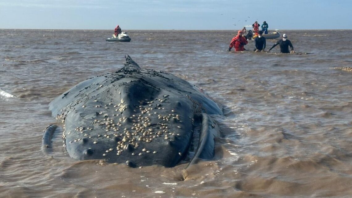 El peor final: Murió la ballena encallada en Castelli