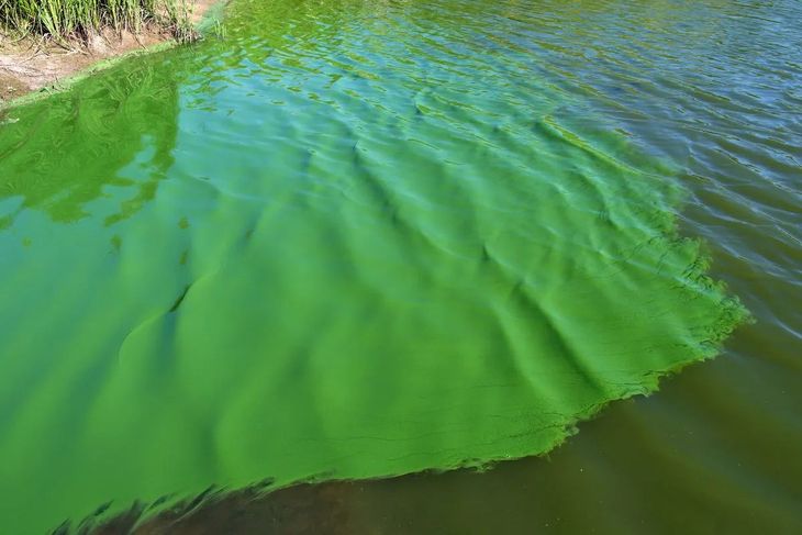 La laguna de Chascomús continúa en alerta naranja por cianobacterias