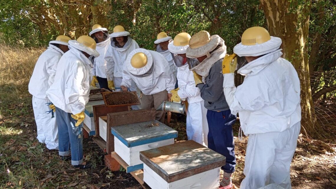 PILA: El Programa Mujeres Productoras Apícolas tuvo su primera cosecha de miel