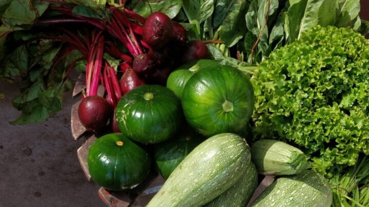 En Castelli verduras libres de agrotóxicos a precios increíbles