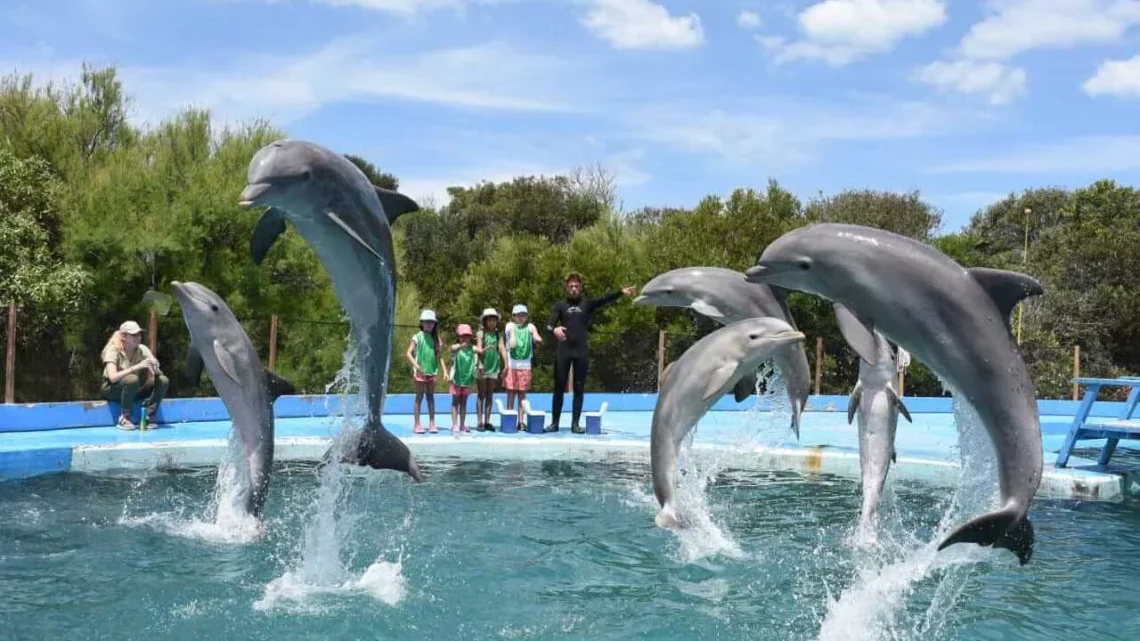 Cierra el Aquarium Mar del Plata: qué será del futuro de los animales Cierra el Aquarium Mar del Plata: qué será del futuro de los animales
