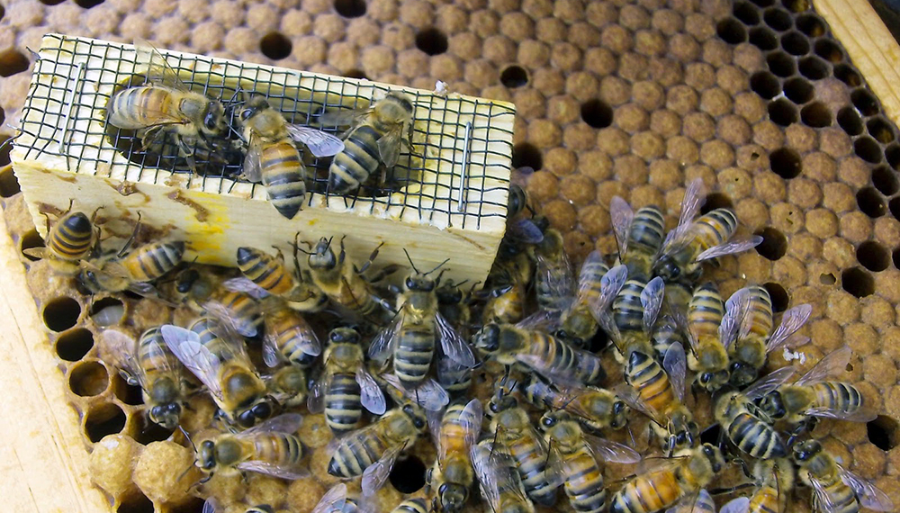 Se viene el 8° Encuentro Nacional de Criadores de  Abejas Reina y la 1° Expo Apícola internacional Pedro Bover