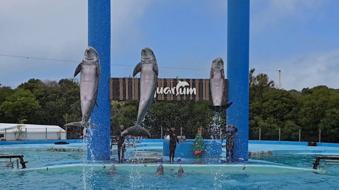 Mar del Plata: el Aquarium cerró oficialmente y se aguarda por el traslado de los animales Mar del Plata: el Aquarium cerró oficialmente y se aguarda por el traslado de los animales