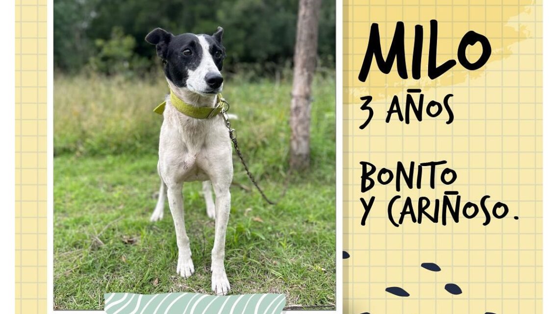 CASTELLI: PROVA y el municipio lanzaron una campaña de adopción responsable de perros CASTELLI: PROVA y el municipio lanzaron una campaña de adopción responsable de perros