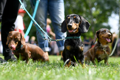 DOLORES: Todo listo para el Segundo Encuentro Regional de Perros Salchichas DOLORES: Todo listo para el Segundo Encuentro Regional de Perros Salchichas