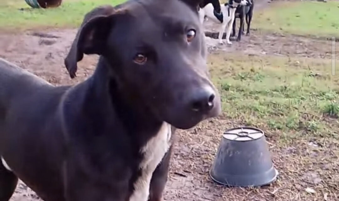 Un video que conmueve y une corazones: en PRO.V.A Castelli hay un perro para cada hogar