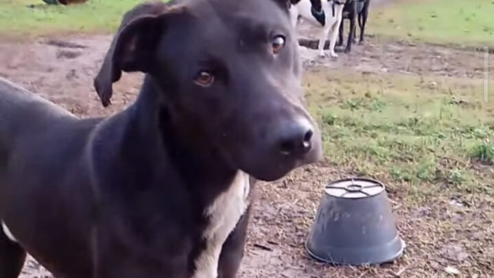 Un video que conmueve y une corazones: en PRO.V.A Castelli hay un perro para cada hogar