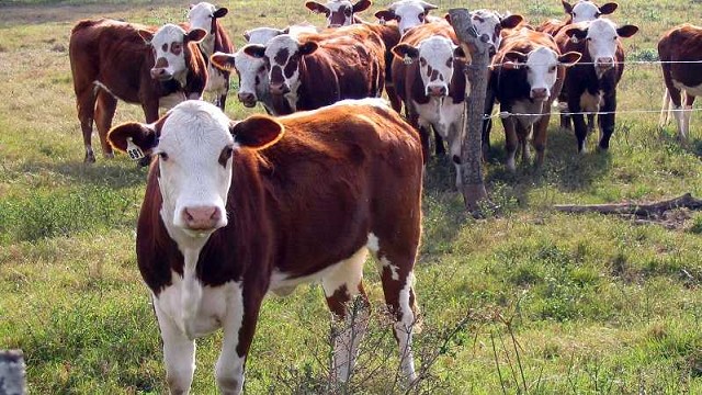 Plan Ganadero 2025: Pila potencia la genética bovina de sus productores