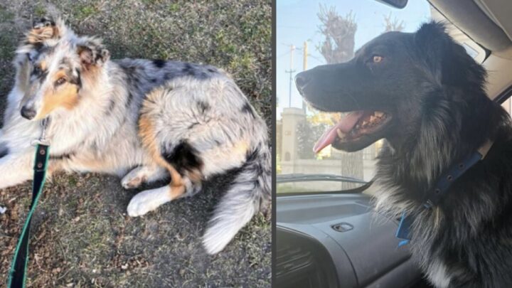 Una familia de Belgrano ruega ayuda para recuperar a sus perros perdidos