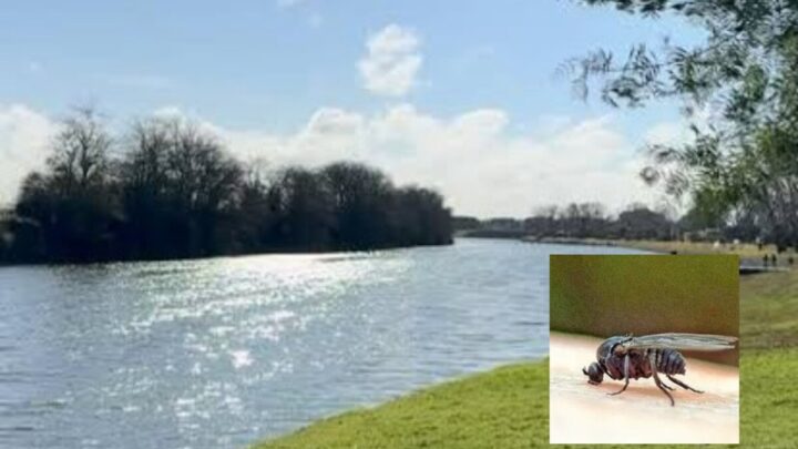 Nubes de Jejenes: el verano llega con una invasión que no da respiro