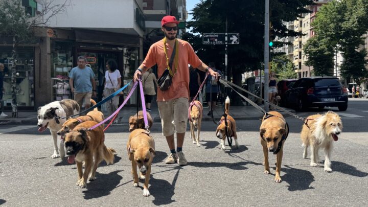 Mar del Plata en cuatro patas: Nicolás, su trabajo y el amor por las mascotas