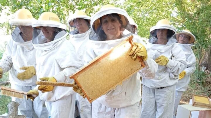 Trabajo, constancia y futuro: las apicultoras de Pila lograron su primera cosecha del año