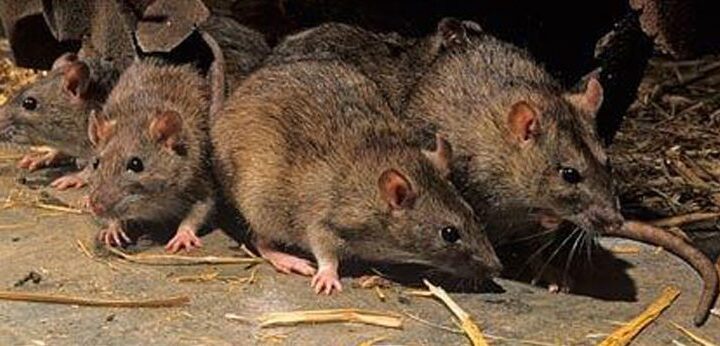 Nuevo caso de hantavirus en General Belgrano: una paciente internada en La Plata