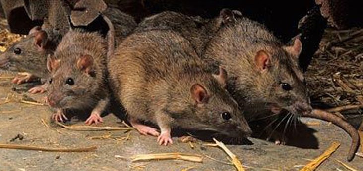 Nuevo caso de hantavirus en General Belgrano: una paciente internada en La Plata