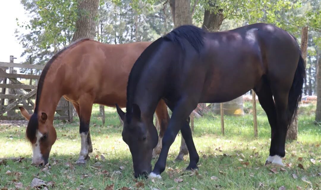 Inclusión que avanza: Pila incorpora dos caballos para fortalecer la equinoterapia