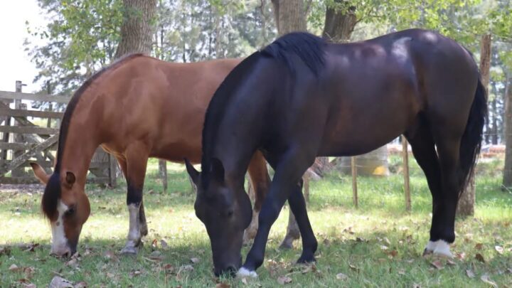 Inclusión que avanza: Pila incorpora dos caballos para fortalecer la equinoterapia