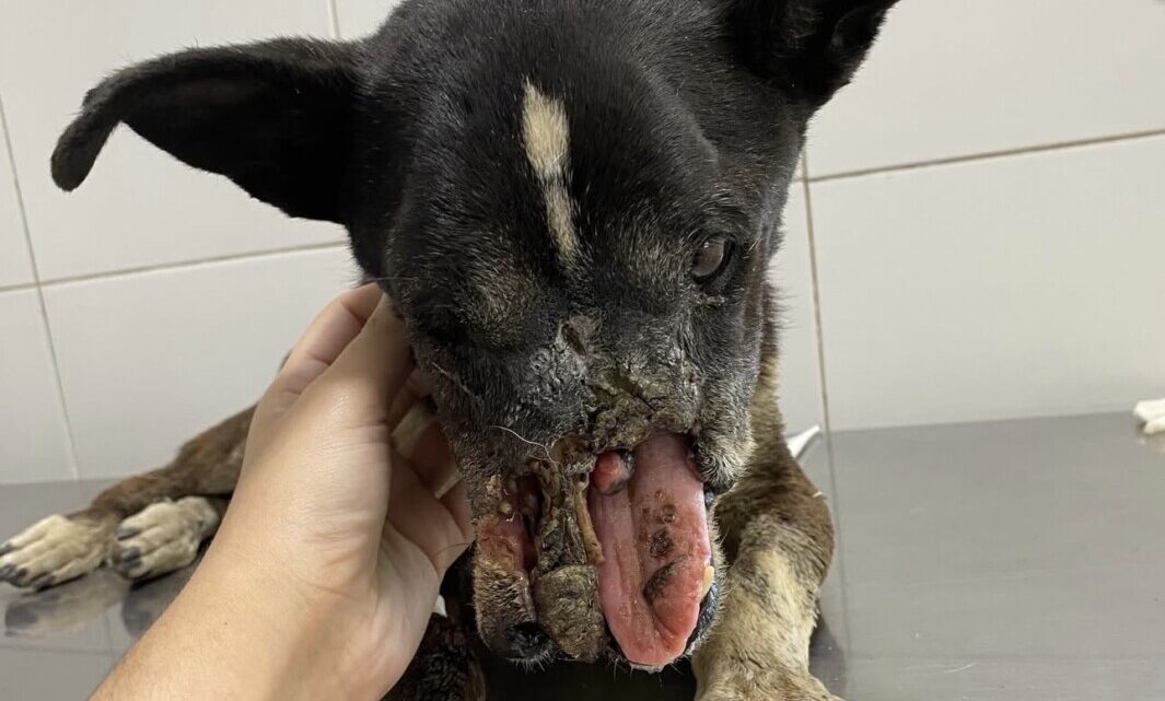 Ayudá y compartí para salvar a Sebita: el conmovedor pedido de la ONG Patitas Glew