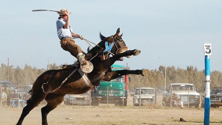 Fiesta Nacional del Ternero confirmó su programación del espectáculo de destreza criolla