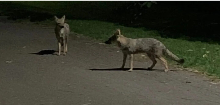 Alerta en las rutas por la creciente presencia de zorros