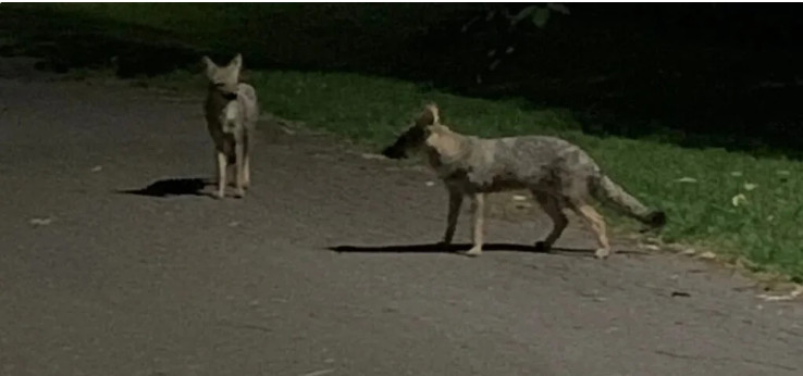 Alerta en las rutas por la creciente presencia de zorros