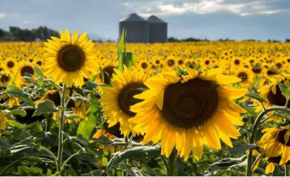 Récord histórico de girasol: Argentina alcanza una producción inédita