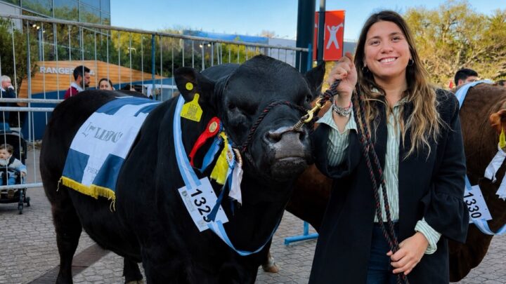 Cabaña Don Federico representa a Castelli en la Expo Rural de Palermo con tres ejemplares Limousin