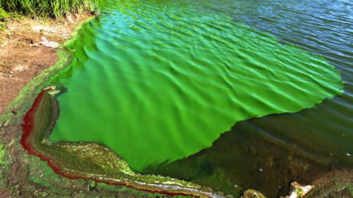 Cianobacterias: 17 municipios bonaerenses están en alerta naranja